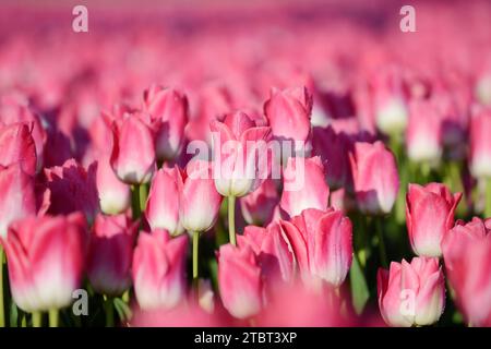 Tulpenfeld in Blüte bei Lisse, Südholland, Niederlande Stockfoto