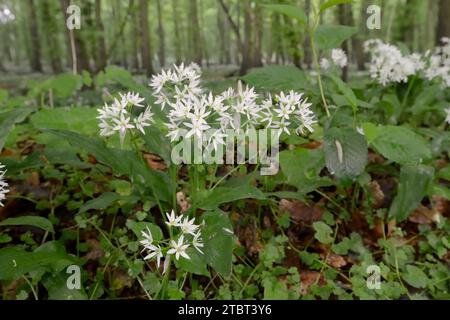 WildKnoblauch (Allium ursinum) in Blüte im Laubwald, Frühling, Nordrhein-Westfalen, Deutschland Stockfoto