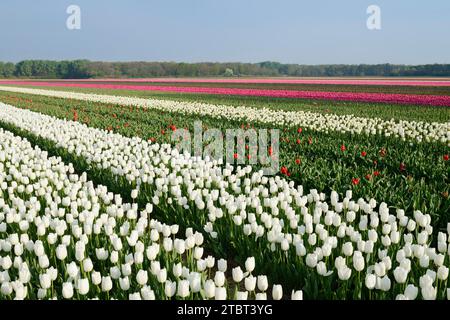 Tulpenfeld in Blüte bei Lisse, Südholland, Niederlande Stockfoto