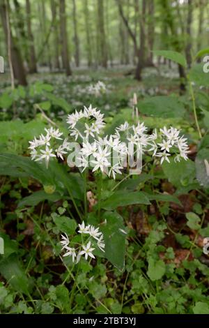 WildKnoblauch (Allium ursinum) in Blüte im Laubwald, Frühling, Nordrhein-Westfalen, Deutschland Stockfoto