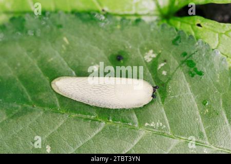 Rote Schnecke (Arion rufus), Jugendlicher, Nordrhein-Westfalen, Deutschland Stockfoto