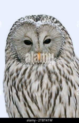 Uraleule (Strix uralensis) im Winter, Bayerischer Wald, Deutschland Stockfoto