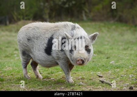 Göttinger Minischwein (Sus scrofa f. domestica) auf einer Wiese, Nordrhein-Westfalen, Deutschland Stockfoto