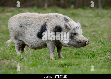 Göttinger Minischwein (Sus scrofa f. domestica) auf einer Wiese, Nordrhein-Westfalen, Deutschland Stockfoto