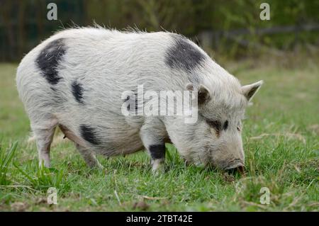 Göttinger Minischwein (Sus scrofa f. domestica) auf einer Wiese, Nordrhein-Westfalen, Deutschland Stockfoto