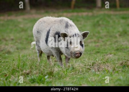 Göttinger Minischwein (Sus scrofa f. domestica) auf einer Wiese, Nordrhein-Westfalen, Deutschland Stockfoto