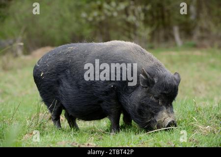 Göttinger Minischwein (Sus scrofa f. domestica) auf einer Wiese, Nordrhein-Westfalen, Deutschland Stockfoto