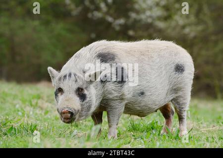 Göttinger Minischwein (Sus scrofa f. domestica) auf einer Wiese, Nordrhein-Westfalen, Deutschland Stockfoto