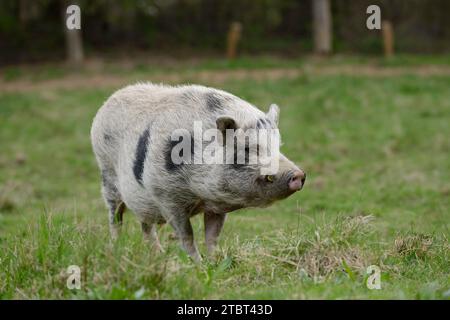 Göttinger Minischwein (Sus scrofa f. domestica) auf einer Wiese, Nordrhein-Westfalen, Deutschland Stockfoto