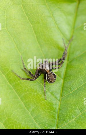 Braune Krabbenspinne oder Buschkrabbenspinne (Xysticus cristatus), männlich, Nordrhein-Westfalen, Deutschland Stockfoto