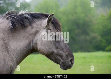 Schwanzpferd (Equus ferus ferus caballus, Equus przewalskii ferus caballus), Porträt, Deutschland Stockfoto