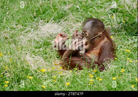 Bornean Orang-Utan (Pongo pygmaeus), Jungtier, in Gefangenschaft, endemisch auf Borneo Stockfoto