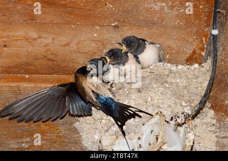 Hirundo rustica füttert Jungvögel im Nest, Gelderland, Niederlande Stockfoto