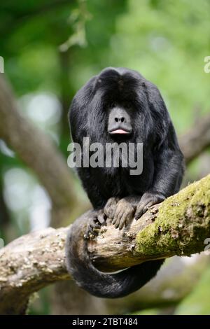 Schwarzer Brüllaffen (Alouatta caraya), männlich Stockfoto