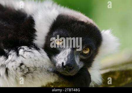 Schwarz-weiß Vari (Varecia variegata), Porträt, Vorkommen auf Madagaskar Stockfoto