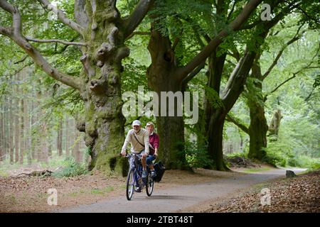 Paare, die mit einem Tandem durch einen Wald fahren, Gelderland, Niederlande Stockfoto