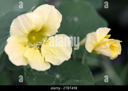 Großes Kapuzinerkresse (Tropaeolum majus), Blüte Stockfoto