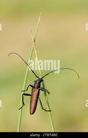 Moschusbock (Aromia moschata), männlich, Nordrhein-Westfalen, Deutschland Stockfoto