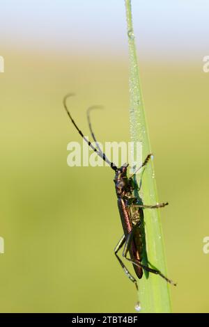 Moschusbock (Aromia moschata), männlich, Nordrhein-Westfalen, Deutschland Stockfoto