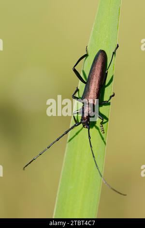 Moschusbock (Aromia moschata), männlich, Nordrhein-Westfalen, Deutschland Stockfoto