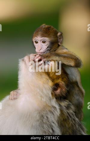 Berbermakaken oder Magot (Macaca sylvanus), weiblich mit Jungen Stockfoto