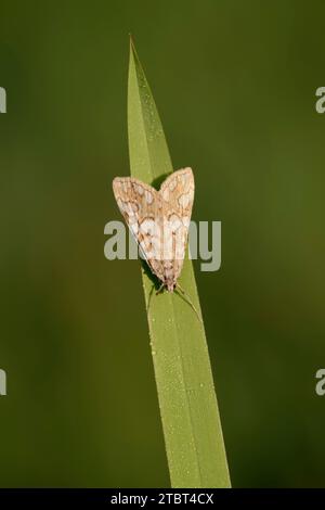 Seerosenmotte (Elophila nymphaeata), Nordrhein-Westfalen, Deutschland Stockfoto