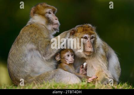 Berbermakaken oder Magot (Macaca sylvanus), weiblich mit Jungen Stockfoto
