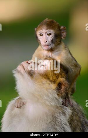 Berbermakaken oder Magot (Macaca sylvanus), weiblich mit Jungen Stockfoto