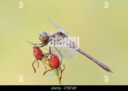 Libelle (Sympetrum vulgatum), männlich, Nordrhein-Westfalen, Deutschland Stockfoto