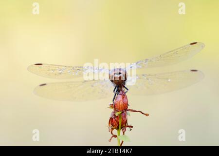 Libelle (Sympetrum vulgatum), männlich, Nordrhein-Westfalen, Deutschland Stockfoto