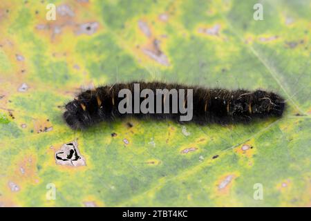 Brombeermotten (Macrothylacia rubi), caterpillar, Nordrhein-Westfalen, Deutschland Stockfoto