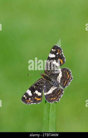 Landkarren (Araschnia levana) der Sommergeneration, Nordrhein-Westfalen, Deutschland Stockfoto