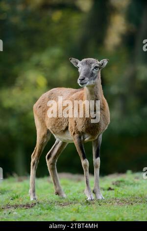 Europäischer Mufflon (Ovis gmelini musimon, Ovis orientalis musimon), weiblich, Deutschland Stockfoto