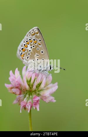 Blauer Schmetterling (Polyommatus icarus), Weibchen auf Wiesenkleeblume (Trifolium pratense), Nordrhein-Westfalen, Deutschland Stockfoto