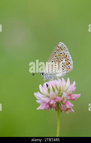 Blauer Schmetterling (Polyommatus icarus), Weibchen auf Wiesenkleeblume (Trifolium pratense), Nordrhein-Westfalen, Deutschland Stockfoto