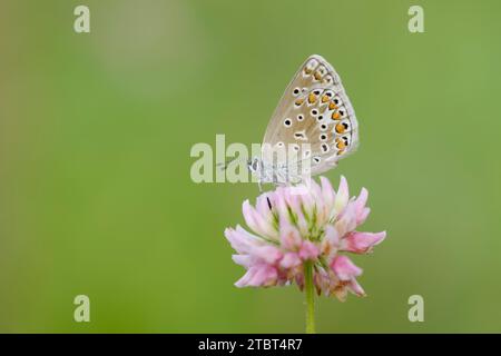 Blauer Schmetterling (Polyommatus icarus), Weibchen auf Wiesenkleeblume (Trifolium pratense), Nordrhein-Westfalen, Deutschland Stockfoto