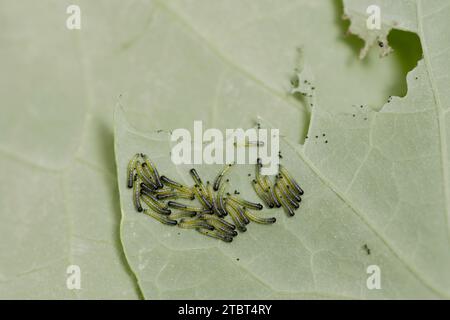 Großer Weißkohl-Schmetterling (Pieris brassicae), Raupen, Nordrhein-Westfalen, Deutschland Stockfoto