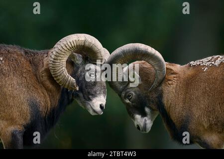 Europäischer Mufflon (Ovis gmelini musimon, Ovis orientalis musimon), Widder, Deutschland Stockfoto