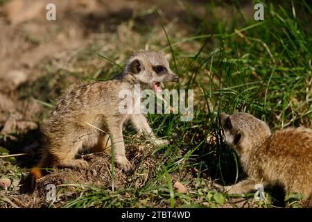 Erdmännchen oder Suricata (Suricata suricatta), spielende Jungtiere Stockfoto