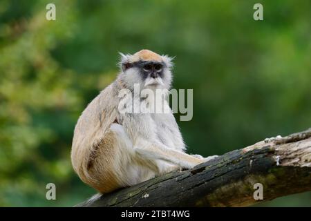 Husarenaffen (Erythrocebus patas) Stockfoto