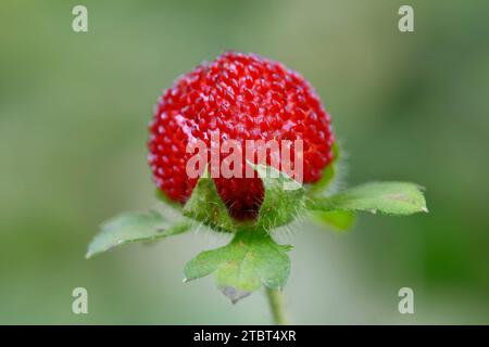 Indische Erdbeere (Duchesnea indica, Potentilla indica), Obst Stockfoto