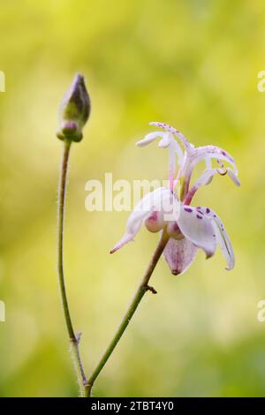 Japanische Krötenlilie (Tricyrtis hirta), Blume, Nordrhein-Westfalen, Deutschland Stockfoto