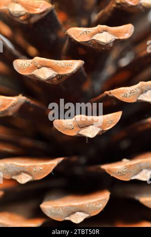 Kiefer oder mediterrane Kiefer (Pinus pinea), Kegel Stockfoto