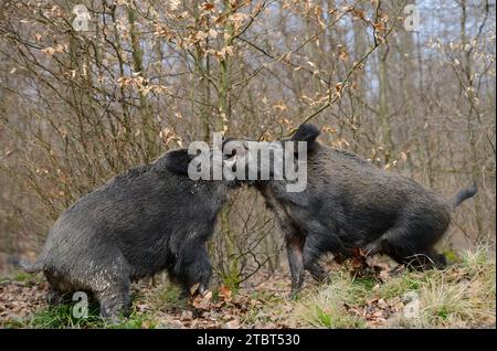 Europäisches Wildschwein (Sus scrofa scrofa), Kampfböcke, Nordrhein-Westfalen, Deutschland Stockfoto