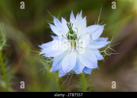 Dienstmädchen im Grünen (Nigella damascena), Blume, Frankreich Stockfoto