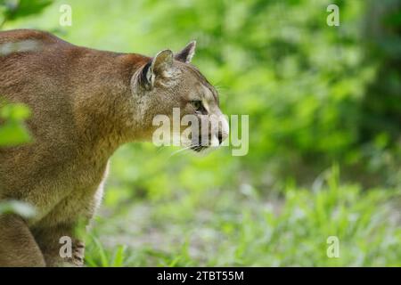 Puma oder Berglöwe (Puma concolor, Profelis concolor) Stockfoto