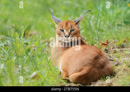 Caracal (Caracal caracal), Vorkommen in Afrika Stockfoto