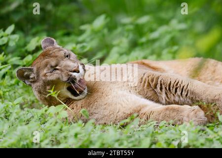 Puma oder Berglöwe (Puma concolor, Profelis concolor) Stockfoto