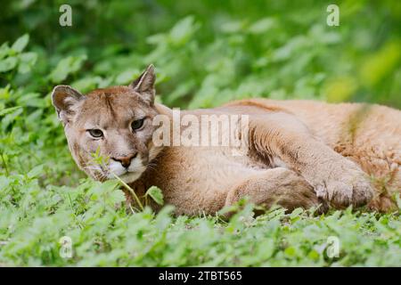 Puma oder Berglöwe (Puma concolor, Profelis concolor) Stockfoto