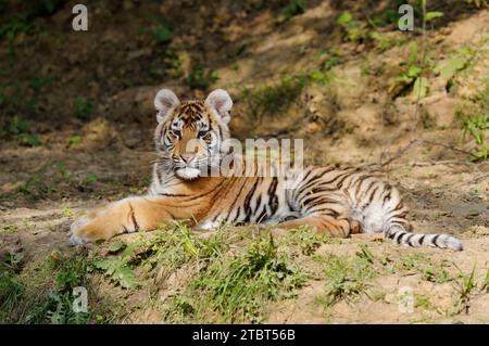 Sibirischer Tiger (Panthera tigris altaica), Jungtier Stockfoto